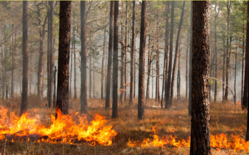 Prescribed Fire Field Trip - Ely